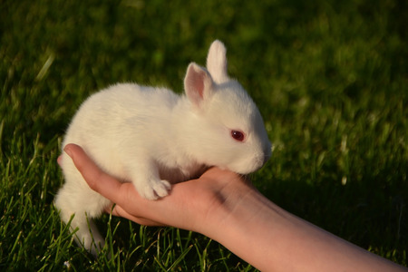 The Bunnyの写真素材