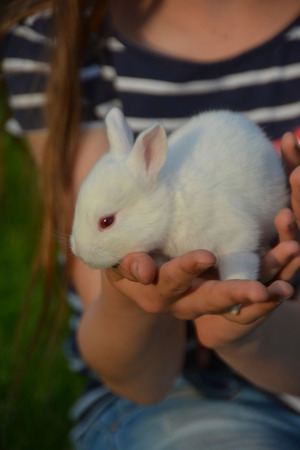 The Bunnyの写真素材
