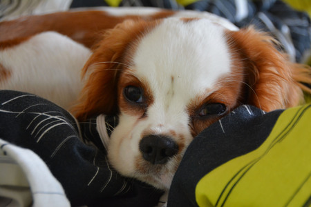 A cute little brown and white puppy lyingの写真素材