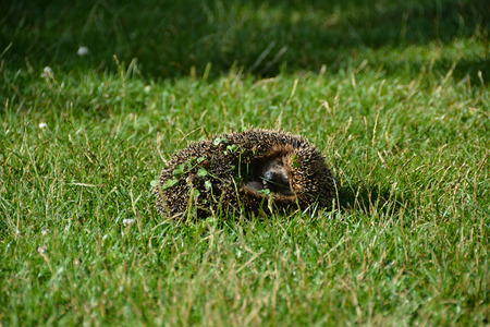 The hedgehogの写真素材