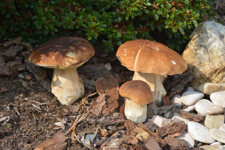 The mushroomの写真素材