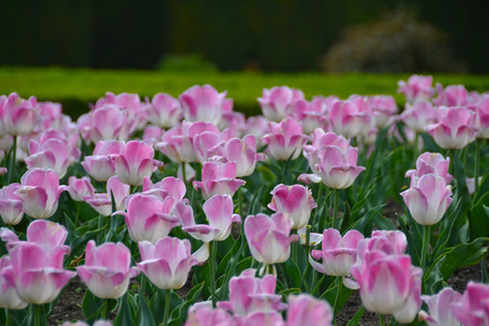 The tulipsの写真素材
