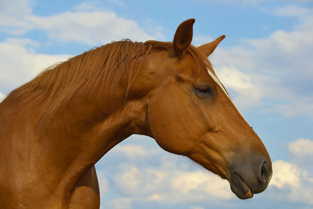 The brown horseの写真素材