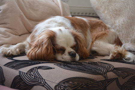 The cavalier king charles spaniel restingの写真素材