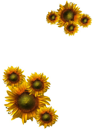 Sunflowers isolated on white background with copy space for your textの写真素材