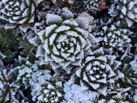 Close up of succulent plants covered with hoarfrost in winterの写真素材