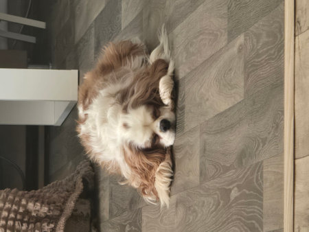 Cocker Spaniel is lying on the floorの写真素材