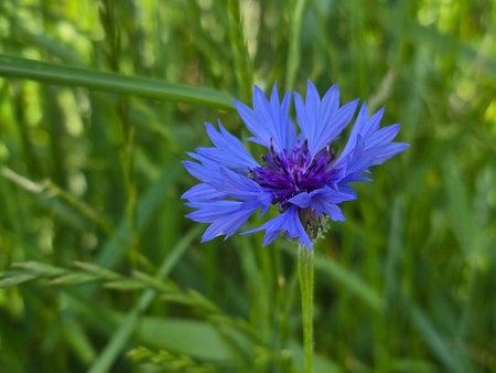Blue cornflower (Centaurea cyanus) in the field