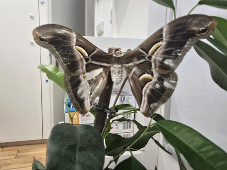 Butterfly at the Butterfly Museum in Zagreb, Croatiaの写真素材