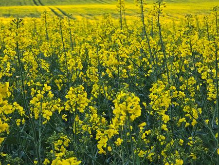 Rapeseed field in spring, close up of rapeseed flowers