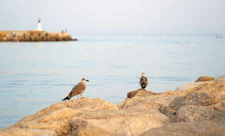 pair of seagulls posing on the beach rocksの写真素材