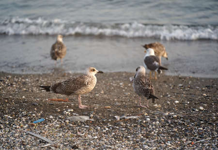 group of seagulls near the seashore during afternoonの写真素材