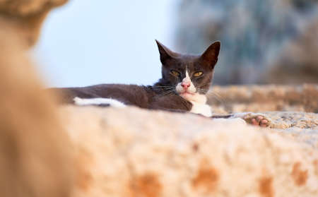 street cat resting on a rock near the beach. black and white, honey eyes, yellow eyes, intenseの写真素材
