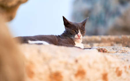 street cat resting on a rock near the beach. black and white, honey eyes, yellow eyes, intenseの写真素材
