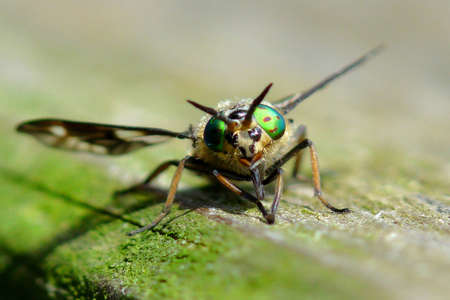 Horseflyの写真素材