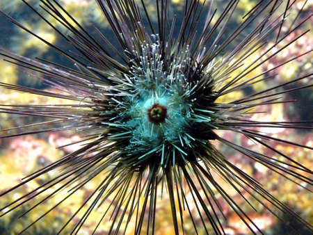 Urchin on a window of a aquariumの写真素材