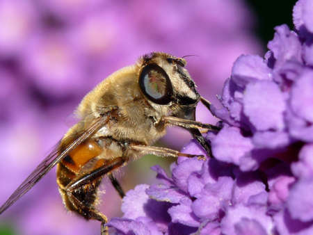 Blind bee sitting on a liatris