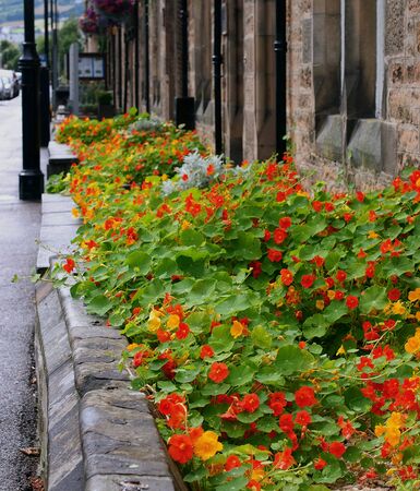 Red and Yellow Nasturtiumの写真素材