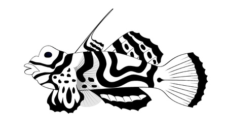 fish tribal tattoo, black pattern silhouette sketch tatooの写真素材