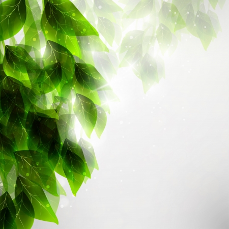 Beautiful green leaves, eco backgroundの写真素材