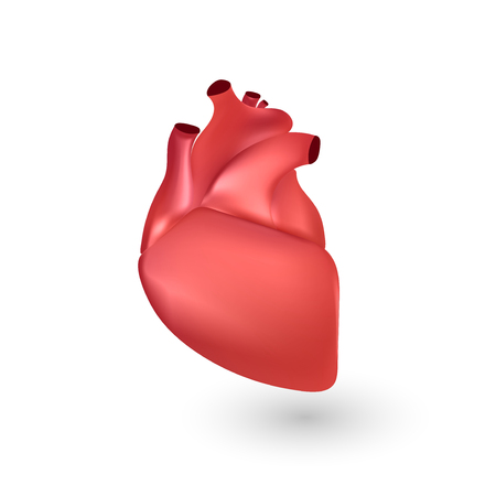 Human heart anatomy. Illustration isolated on white background. Graphic concept for your designのイラスト素材