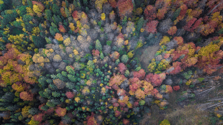 The forest trees from the top view. Aerial view from a drone. Ukraine.の写真素材