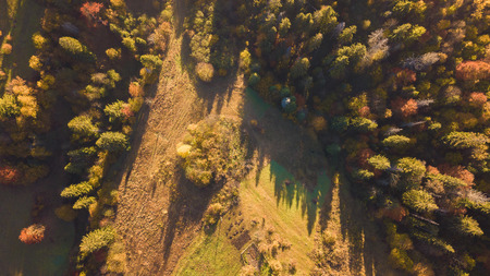 The forest trees from the top view. Aerial view from a drone. Ukraine.の写真素材