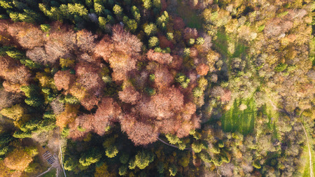The forest trees from the top view. Aerial view from a drone. Ukraine.の写真素材