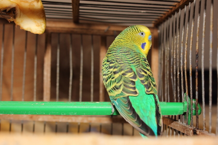 Parrotの写真素材