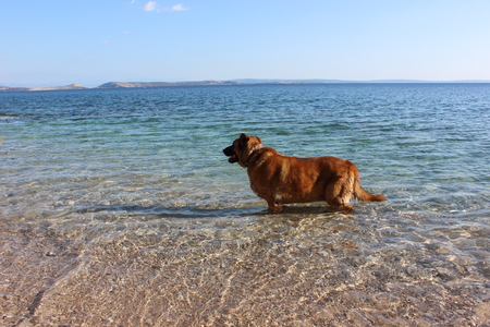 Dog in the seaの写真素材