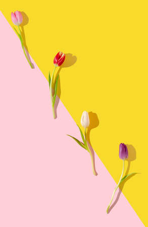Fresh tulips on split duotone background. Minimal flat lay concept.の写真素材