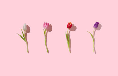Colorful gradient tulips on light pink backgroundの写真素材