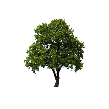 Single Oak tree with green leaves isolated on white backgroundの写真素材