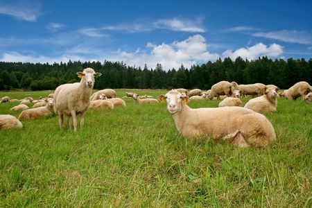 A lot sheep on the beautiful green meadowの写真素材