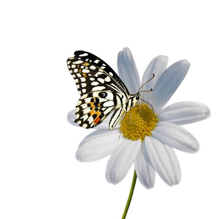 Daisy and butterflyの写真素材