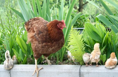 Chicken family on green lawnの写真素材