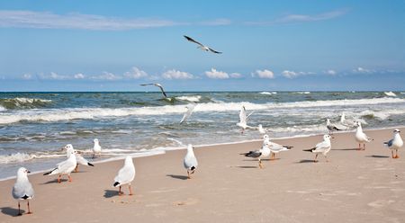Seagulls at the Baltic sea.の写真素材