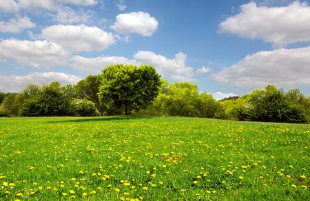 Beautiful spring meadowの写真素材