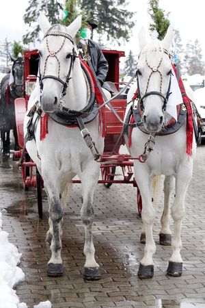 Two white horse の写真素材