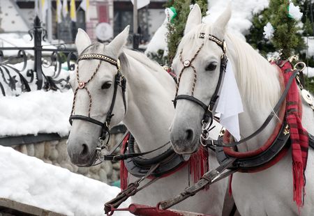 Two white horse の写真素材