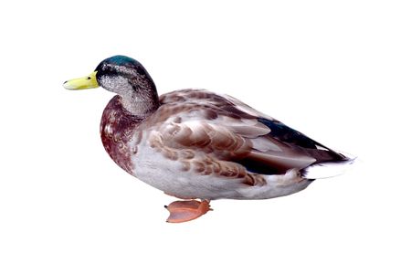 Duck isolated on whiteの写真素材