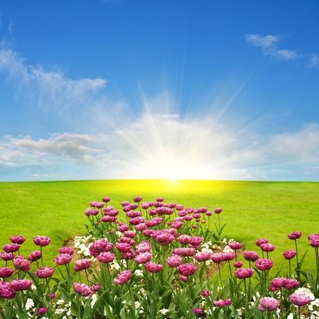 Spring meadow and sunの写真素材