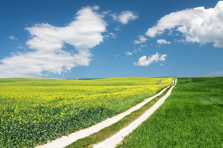 Beautiful summer landscape