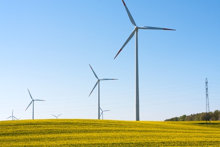 Rape seed field with wind turbines generating electricity