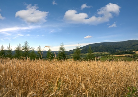Golden wheat field and blue sky