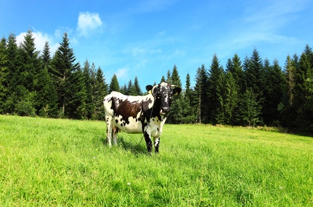 Cow with the background of mountainsの写真素材