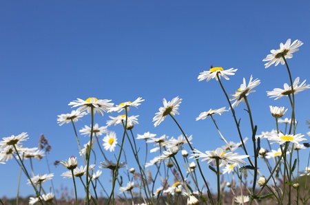 Chamomile field