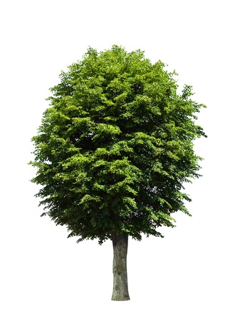 Tree isolated on whiteの写真素材