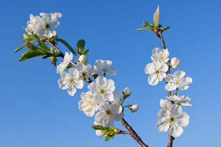  apple tree flowers on blue sky background