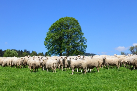 Flock of sheepsの写真素材